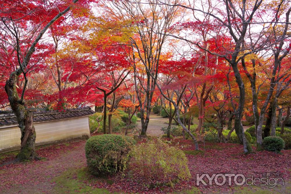 勝持寺の紅葉