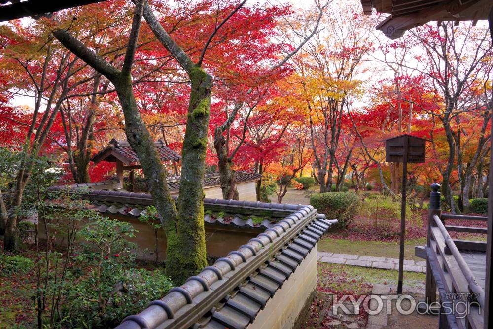 勝持寺の紅葉