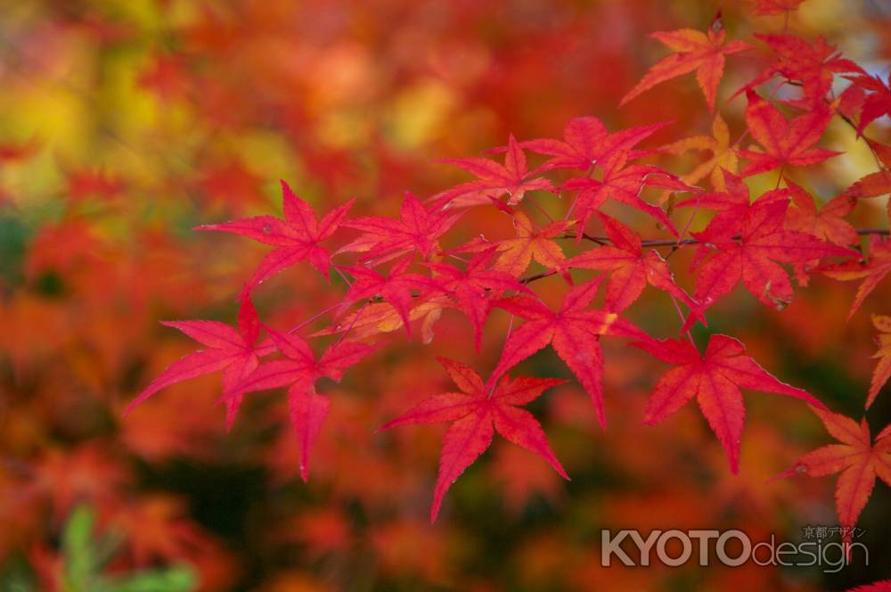 常寂光寺の紅葉