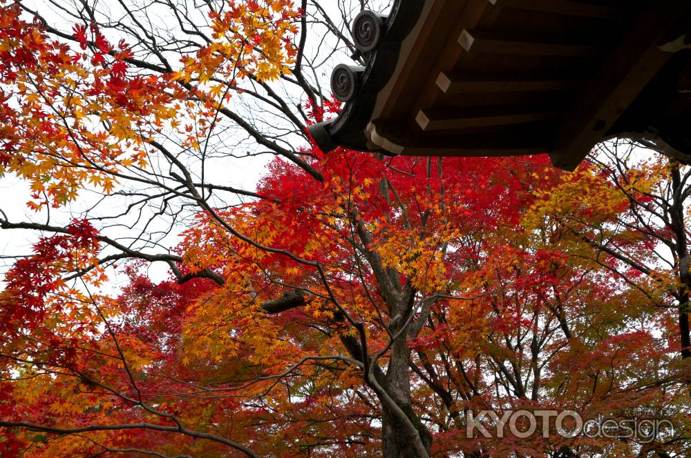 常寂光寺の紅葉3