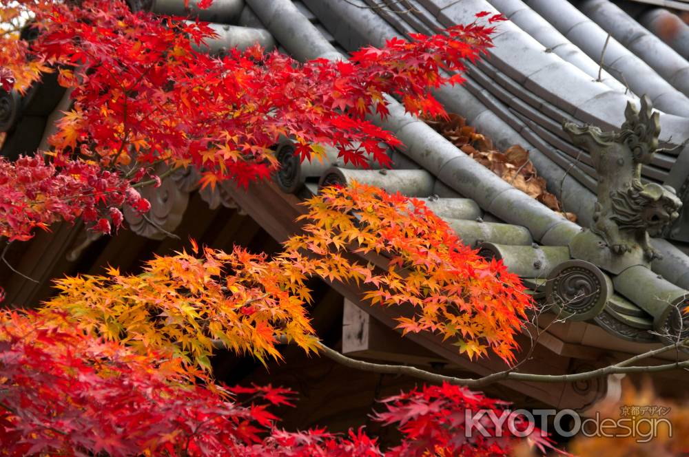 常寂光寺の紅葉7