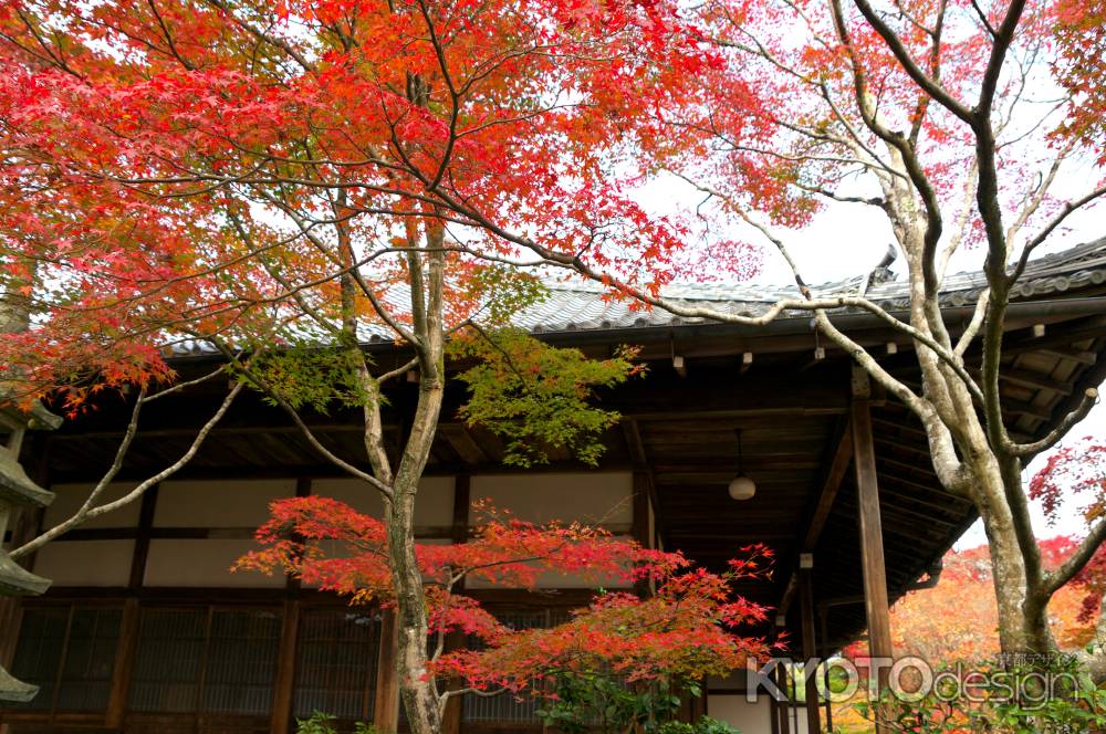 常寂光寺の紅葉8