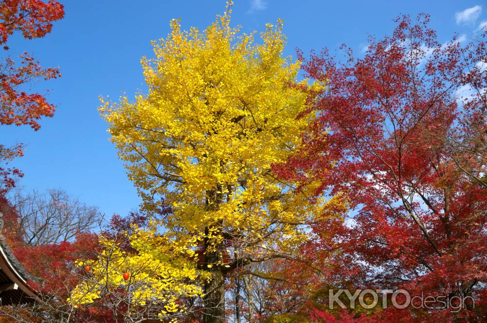 常寂光寺の紅葉9