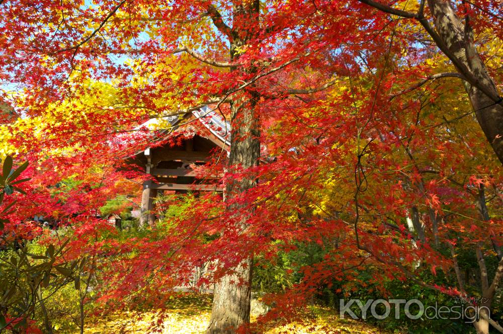 常寂光寺の紅葉10