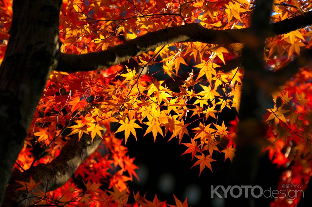 清凉寺の紅葉