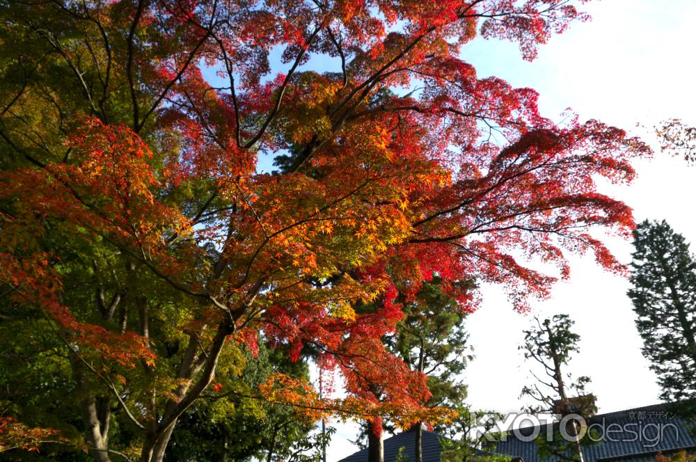 大法院の紅葉3