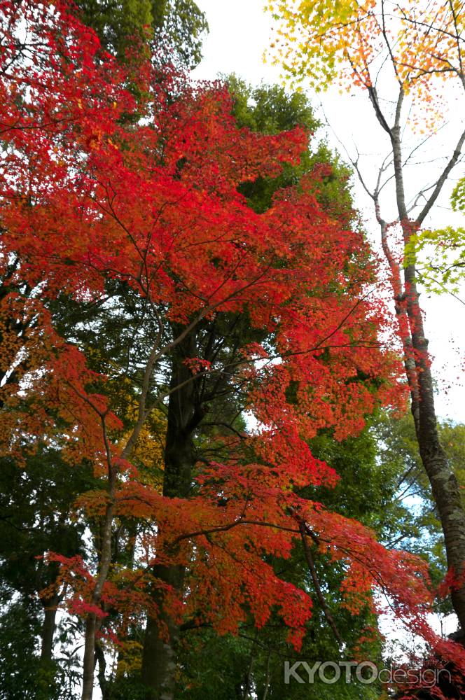 二尊院の紅葉2