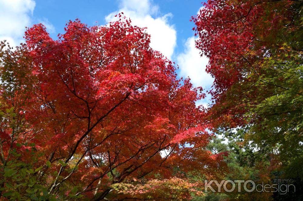 龍安寺の紅葉6