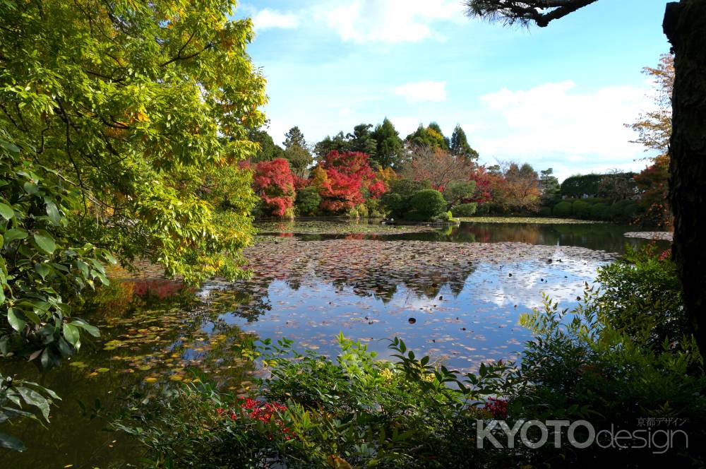 龍安寺鏡容池の紅葉2