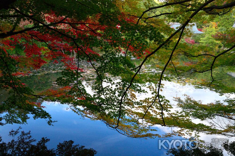 龍安寺鏡容池の紅葉4