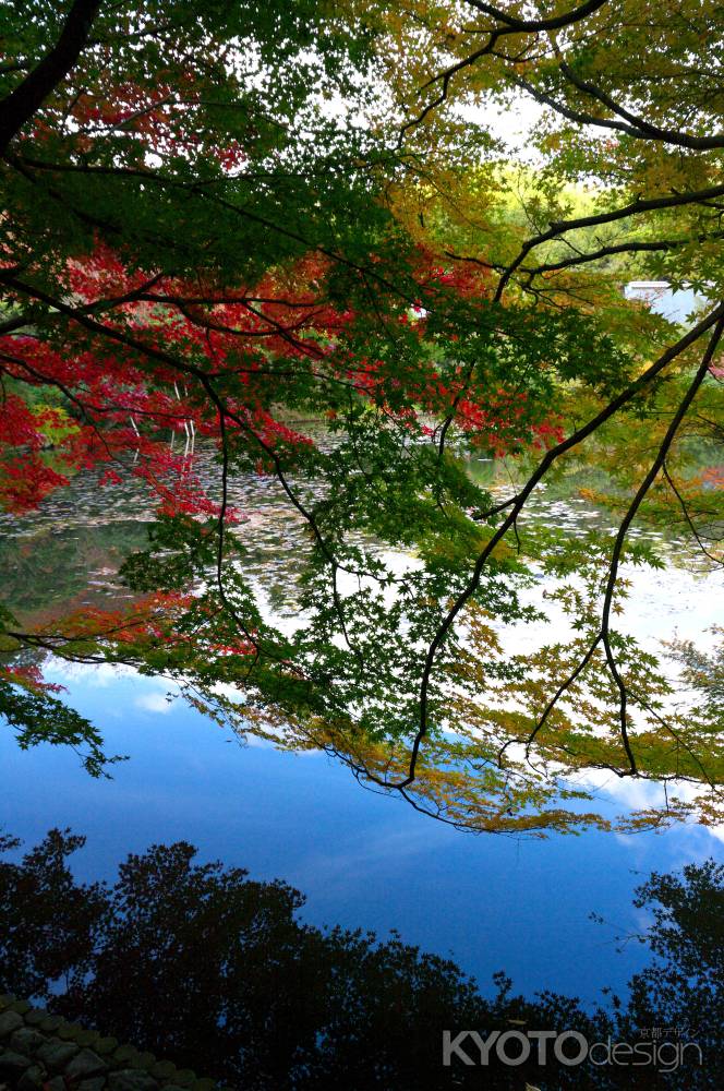 龍安寺鏡容池の紅葉5