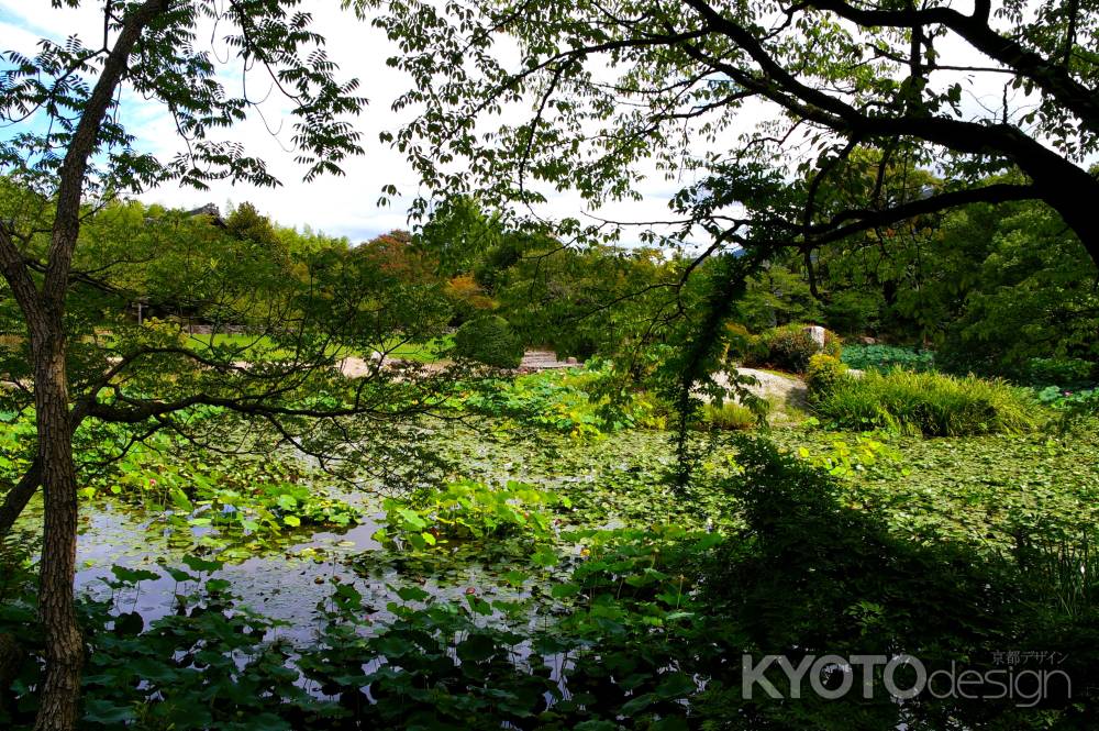 勧修寺　氷室の池6