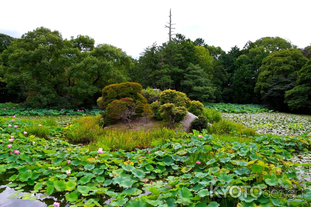 勧修寺　氷室の池2