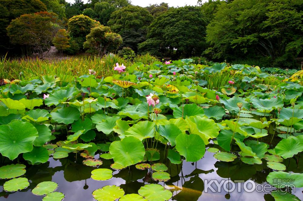 勧修寺　氷室の池3