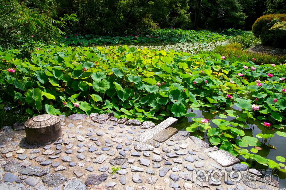 勧修寺　氷室の池4