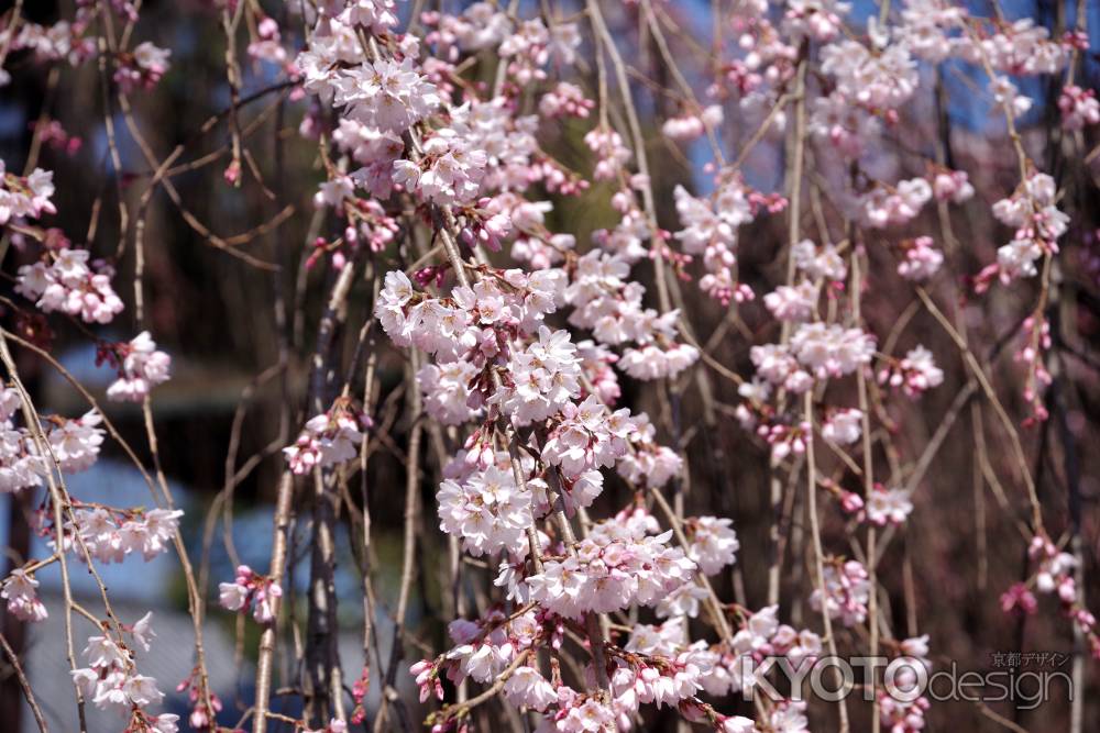 千本釈迦堂の阿亀桜