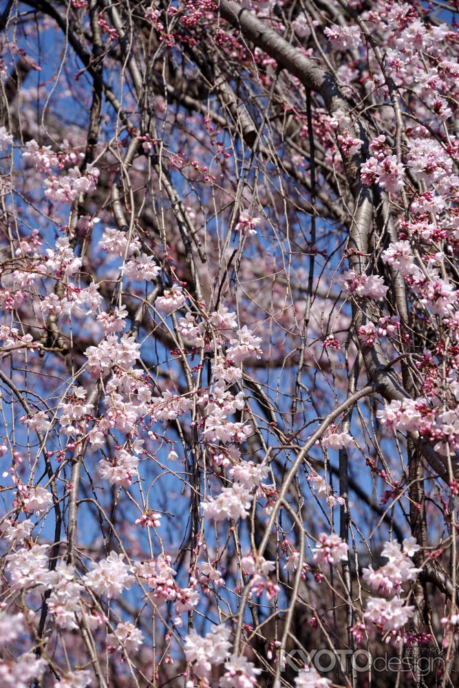 千本釈迦堂の阿亀桜2