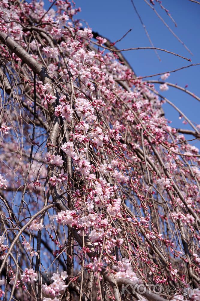 千本釈迦堂の阿亀桜３