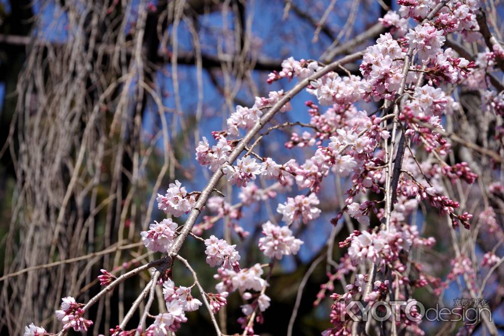 千本釈迦堂の阿亀桜12