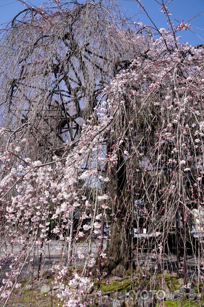 千本釈迦堂の阿亀桜７