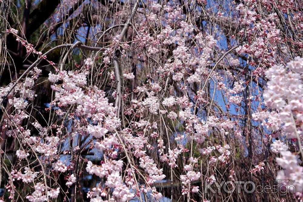 千本釈迦堂の阿亀桜8