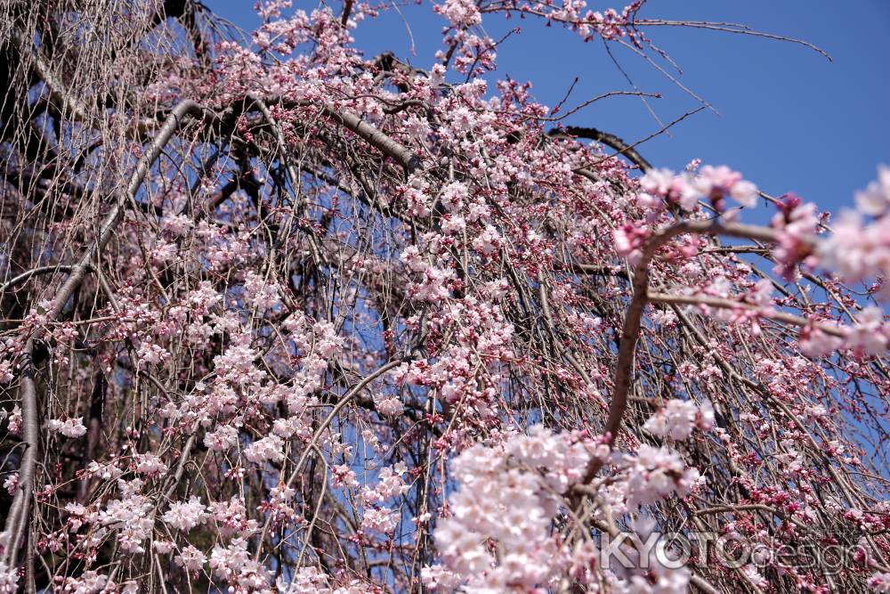 千本釈迦堂の阿亀桜9