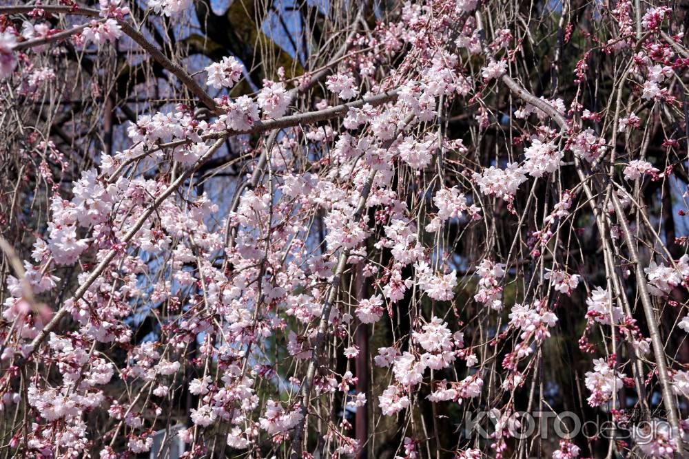 千本釈迦堂の阿亀桜10