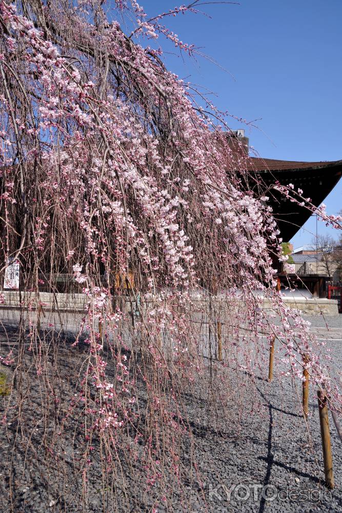 千本釈迦堂の阿亀桜11