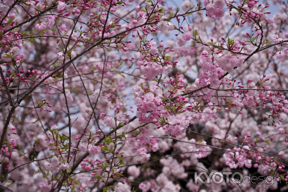 妙覚寺の桜4