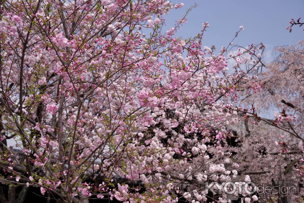 妙覚寺の桜5