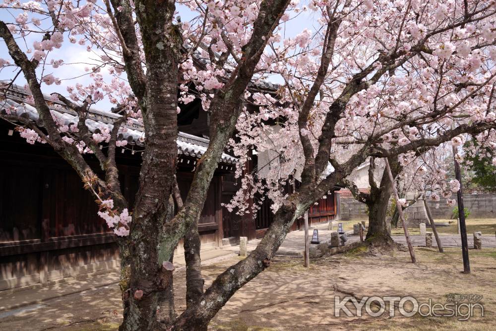 妙覚寺の桜6