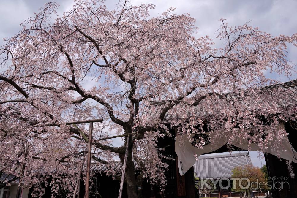 妙覚寺の桜11