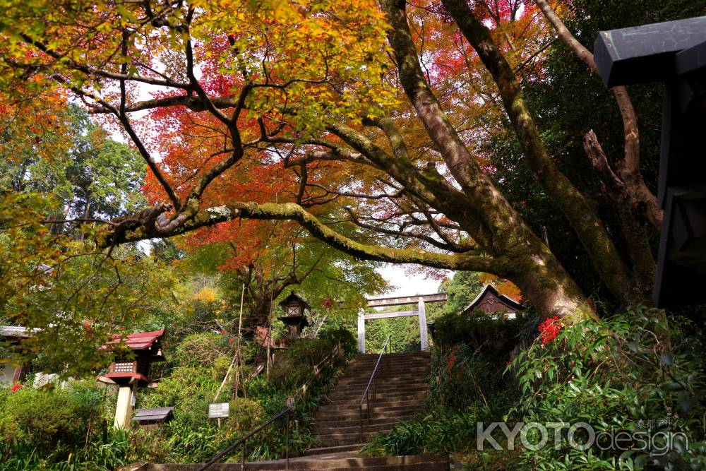 日向大神宮の紅葉5