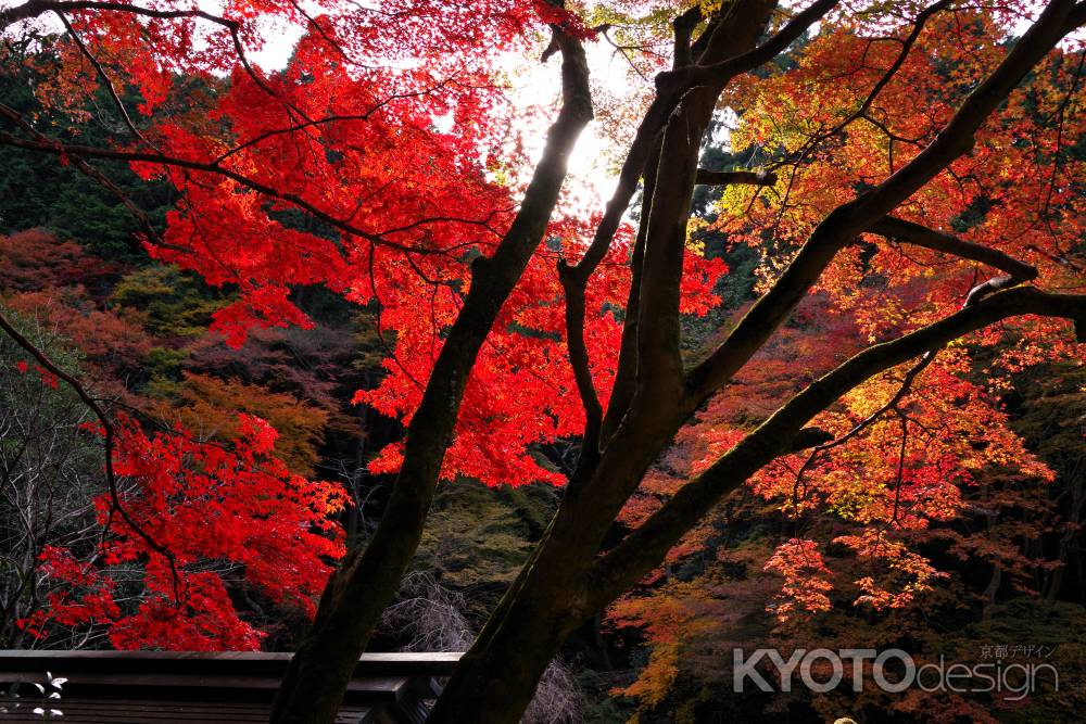 日向大神宮の紅葉6