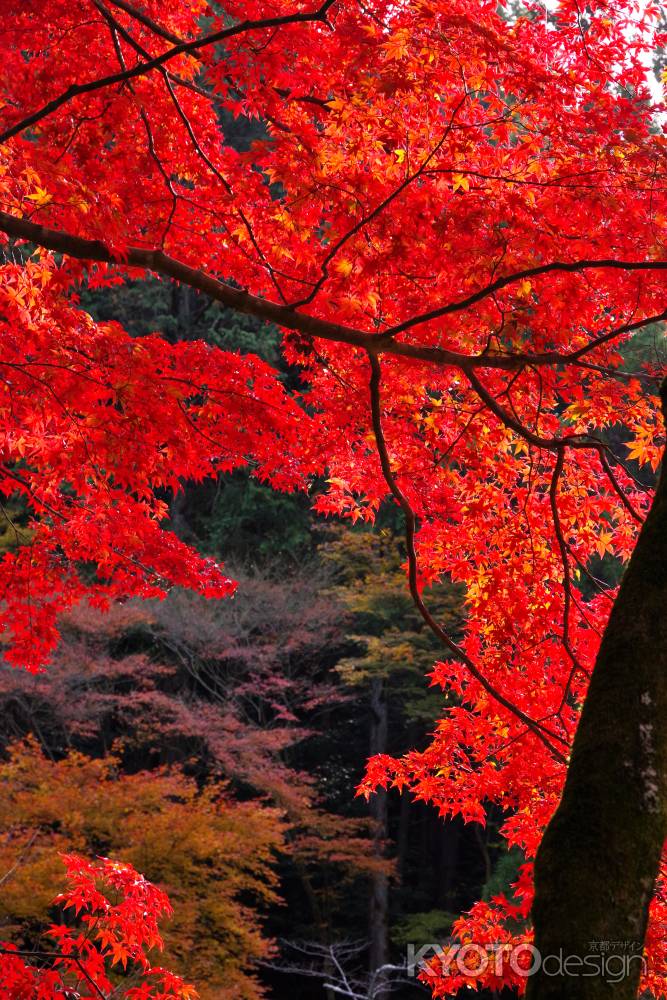 日向大神宮の紅葉7