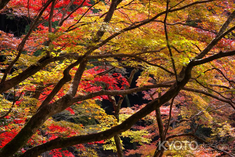 日向大神宮の紅葉8