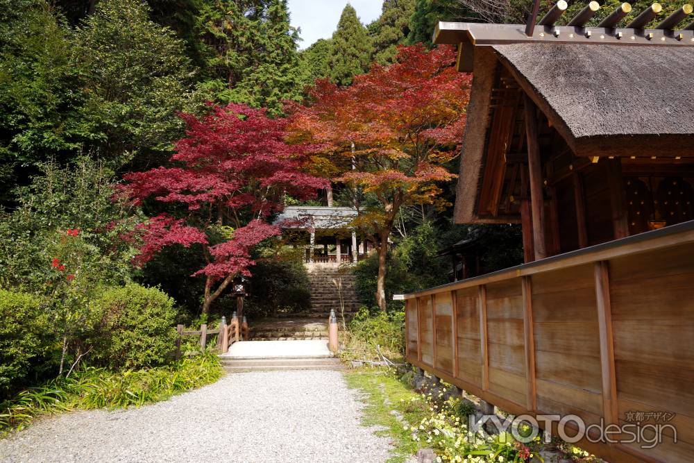 日向大神宮の紅葉9