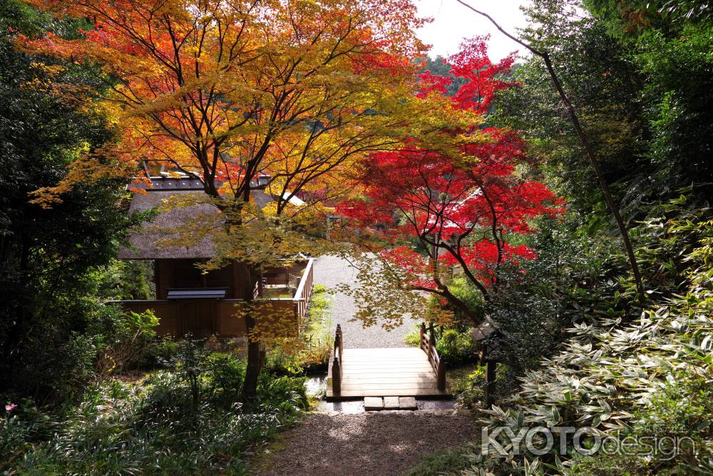 日向大神宮の紅葉10