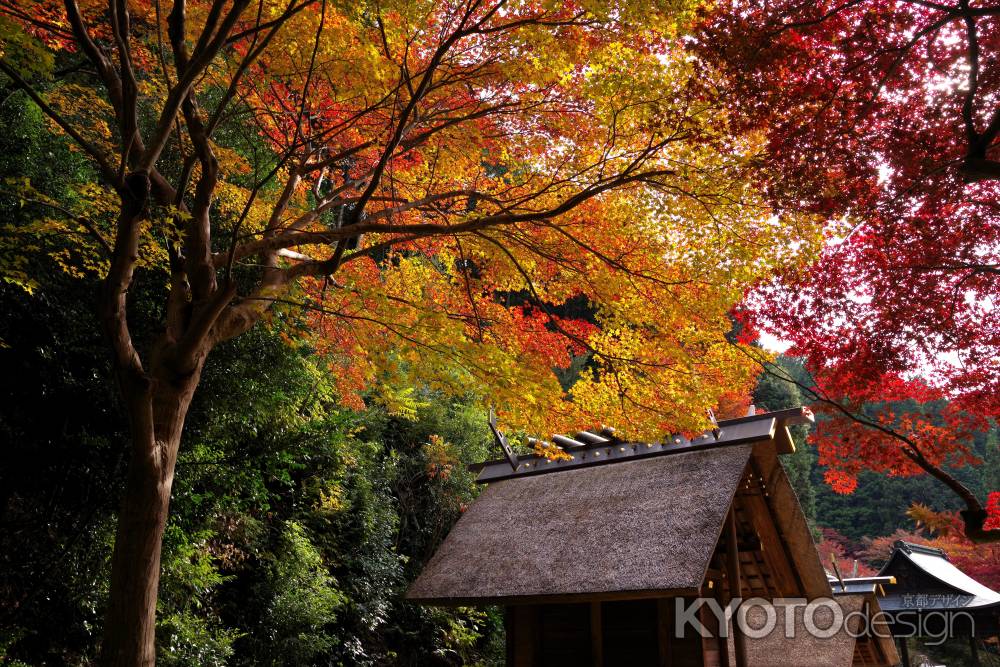 日向大神宮の紅葉11