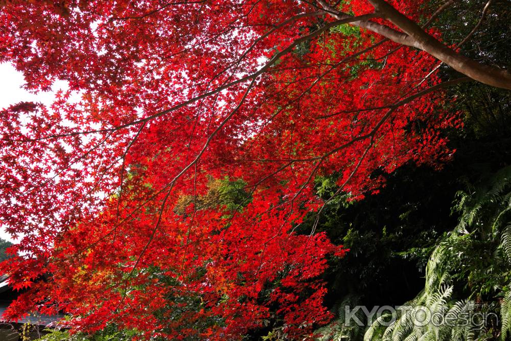 日向大神宮の紅葉12