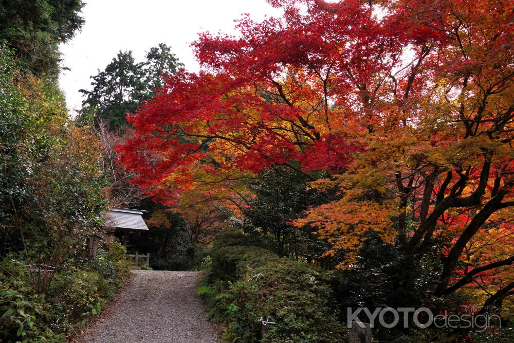 日向大神宮の紅葉14