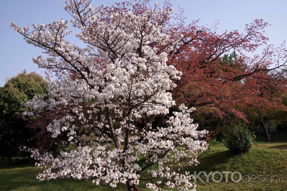 養源院の桜
