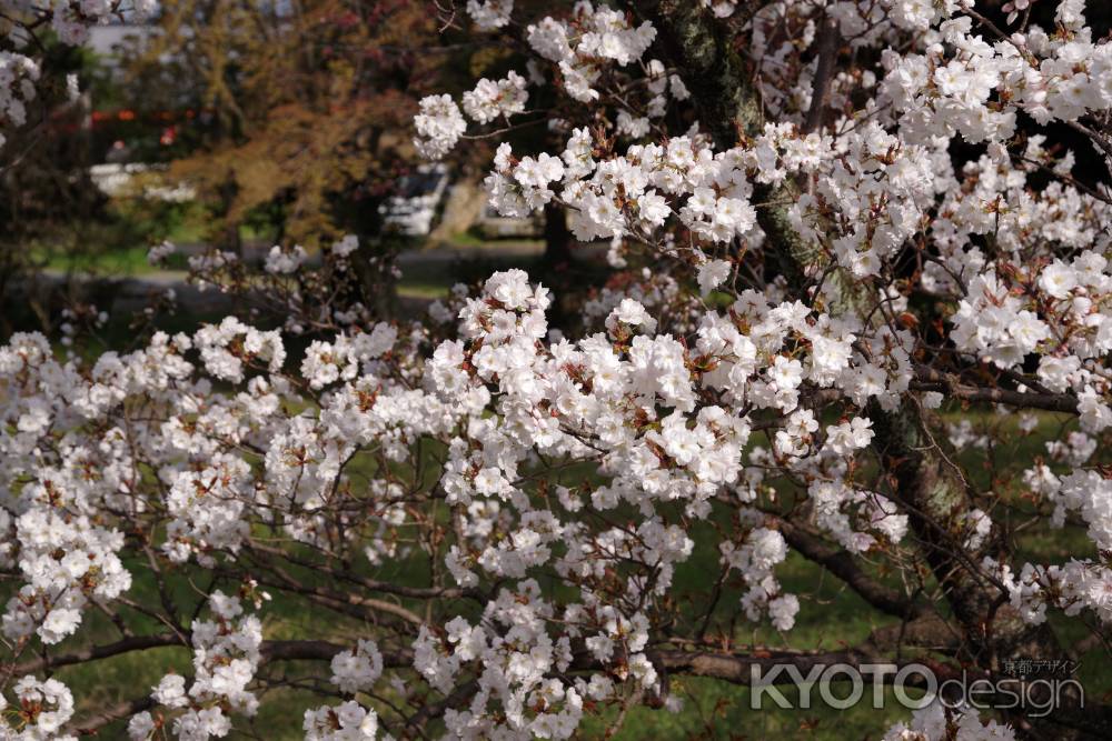 養源院の桜2