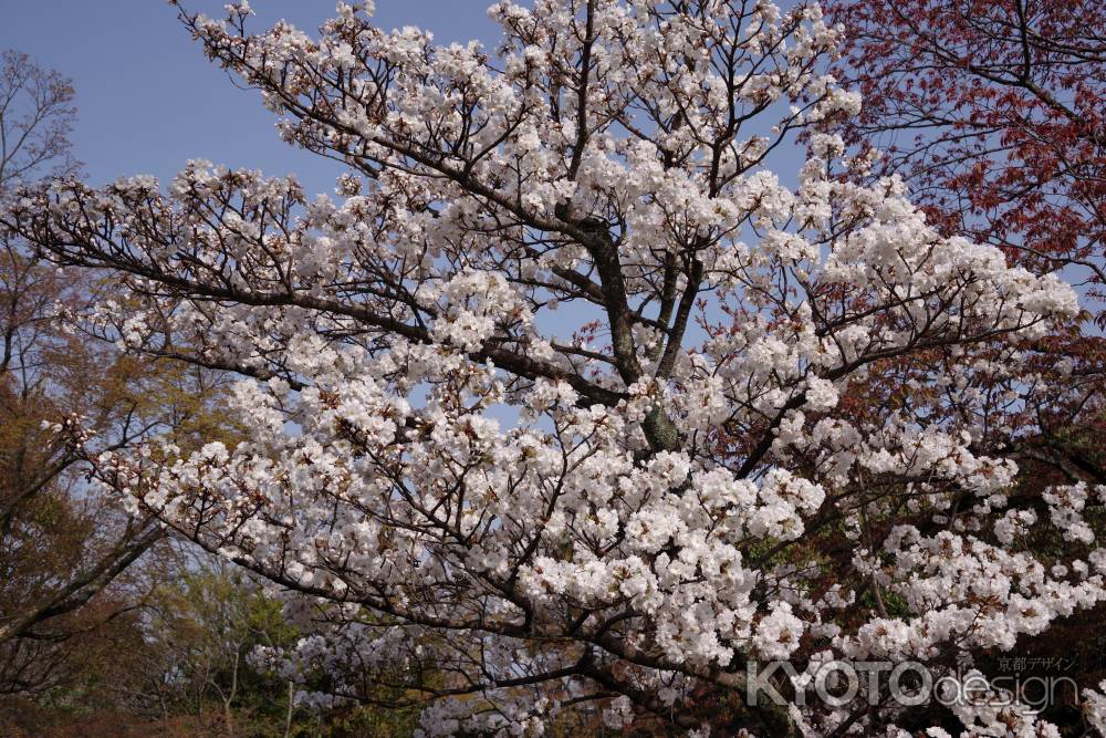 養源院の桜3