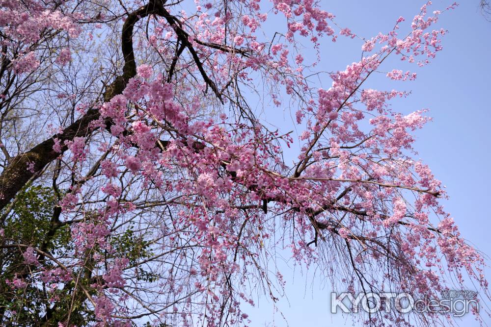 養源院の桜5