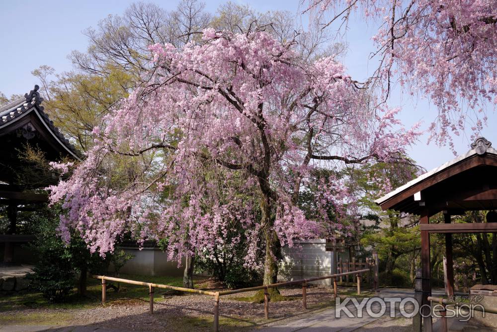 養源院の桜7