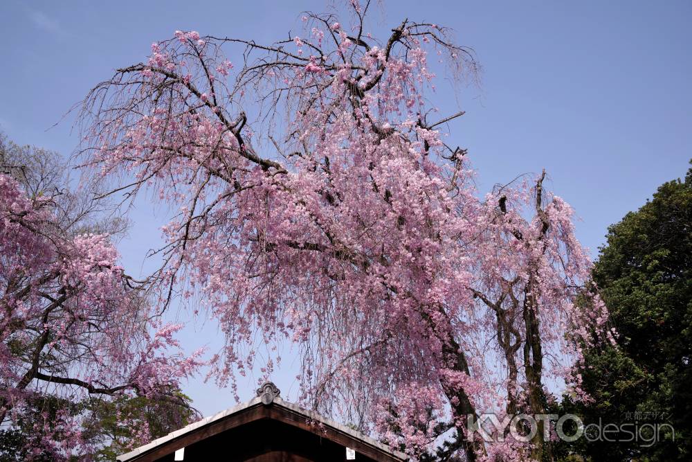 養源院の桜8