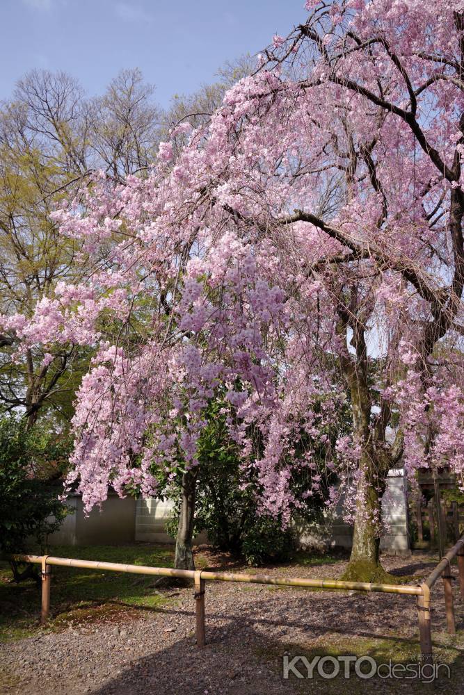 養源院の桜9