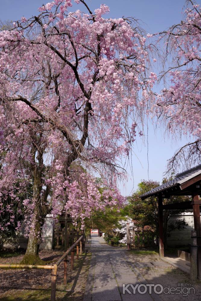 養源院の桜10