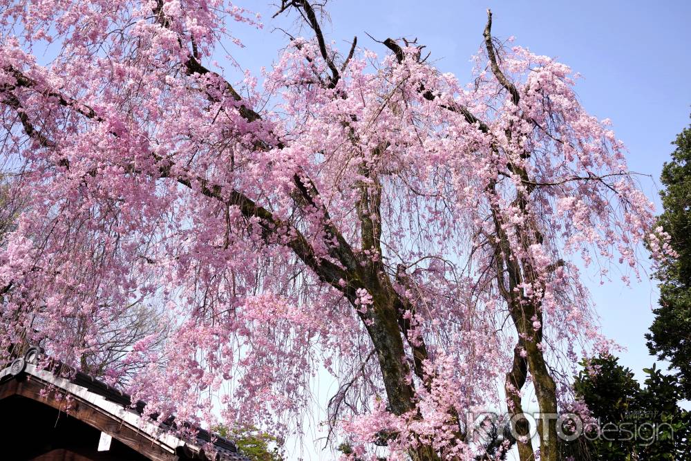 養源院の桜12